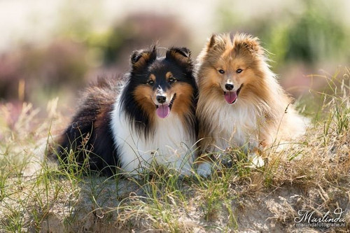 (22) Border Collie Pictures.jpg