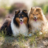 (22) Border Collie Pictures
