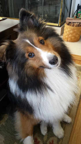 (26) Border Collie Pictures.jpg