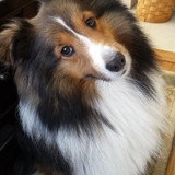 (26) Border Collie Pictures