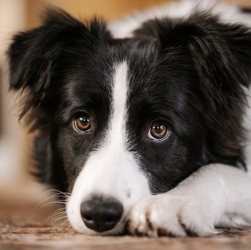 (17) Border Collie Pictures.jpg