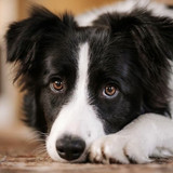 (17) Border Collie Pictures