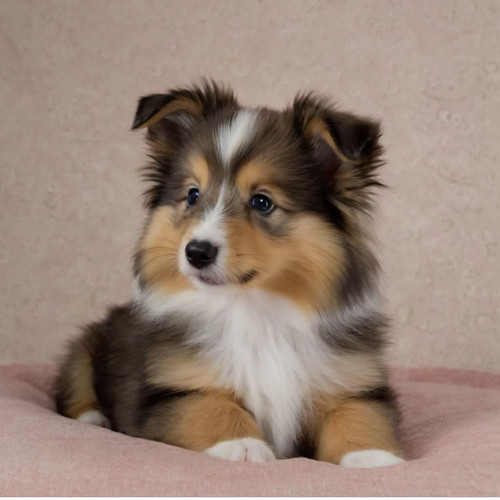 (29) Border Collie Pictures.jpg