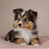 (29) Border Collie Pictures
