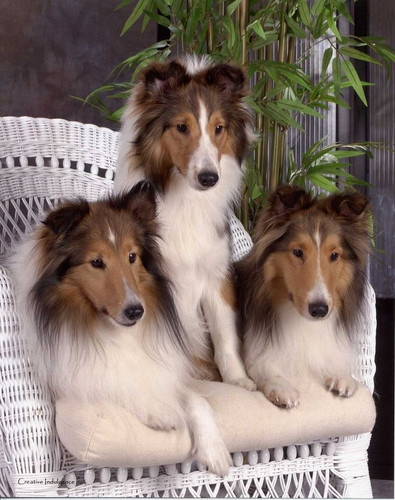 (11) Border Collie Pictures.jpg