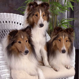 (11) Border Collie Pictures
