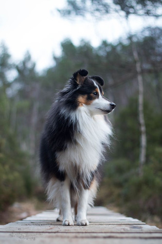 (4) Border Collie Pictures.jpg