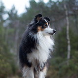 (4) Border Collie Pictures