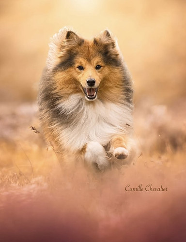 (30) Border Collie Pictures.jpg