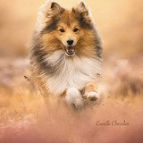 (30) Border Collie Pictures