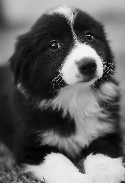 (24) Border Collie Pictures.jpg