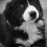 (24) Border Collie Pictures