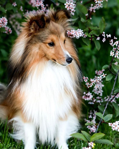 (18) Border Collie Pictures.jpg
