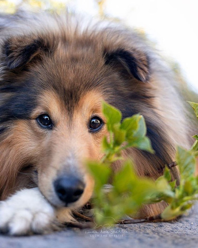 (01) Border Collie Pictures.jpg
