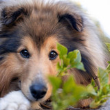 (01) Border Collie Pictures