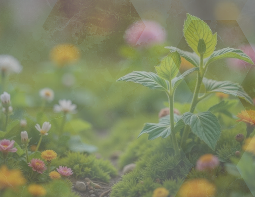 flowers.png
