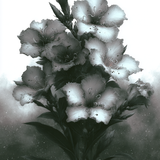 deb Beautiful white Oleanders natural lighting intricately de dd791d2b 13b7 49c8 b67e f987f38bc731 3
