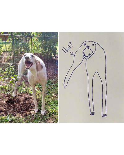 guy draws his dog badly doodles jay cartner 24 5d70b3e28a81f 700 bordered.jpg