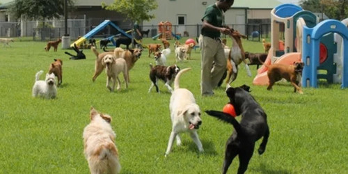 Key Red Flags to Watch for When Touring Dog Daycares in Hoboken