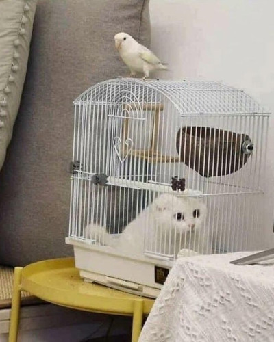 6a9faf7499968 we found these hilarious and heartwarming cat photos on the meaaaow facebook page 40 p.jpg