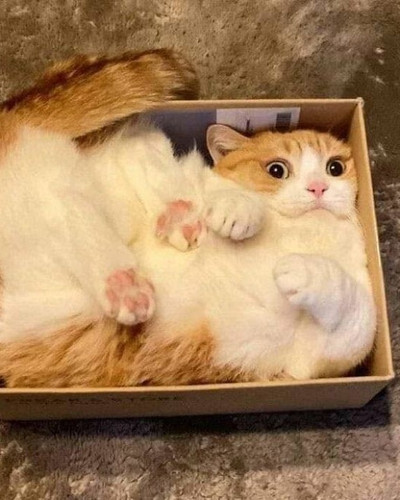 474215083 1540792640644687 733430275561415634 n 6a9f91e3725b0 700.jpg