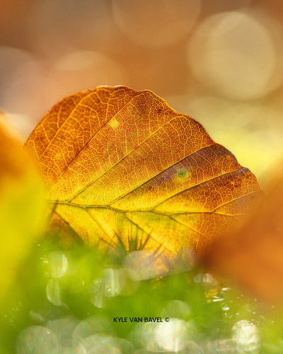Kyle van Bavel Photography Boredpanda autumn 07 671a5d70727c6 700.jpg