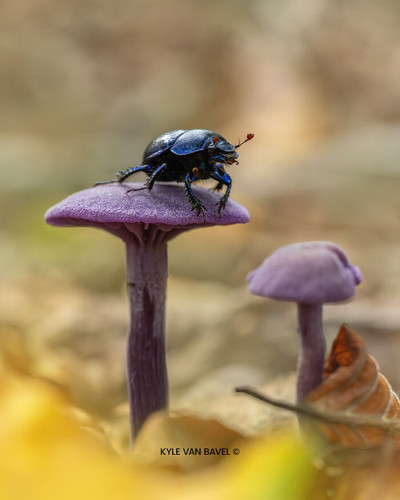Kyle van Bavel Photography Boredpanda autumn 04 671a5d6770bc2 700.jpg