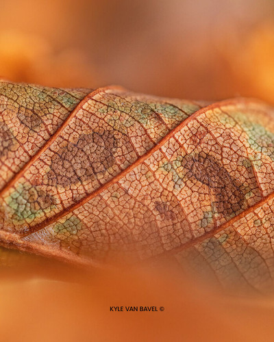 Kyle van Bavel Photography Boredpanda autumn 02 671a5d61261bc 700.jpg