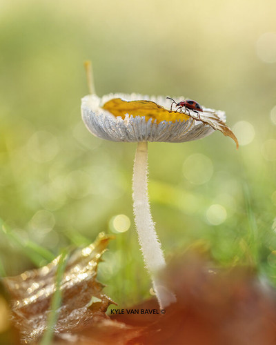 Kyle van Bavel Photography Boredpanda autumn 05 671a5d6a612ec 700.jpg