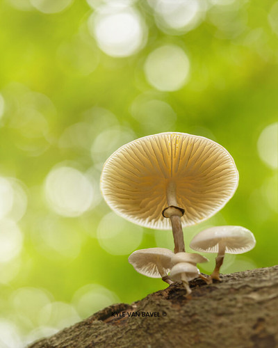 Kyle van Bavel Photography Boredpanda autumn 09 671a5d777b60a 700.jpg