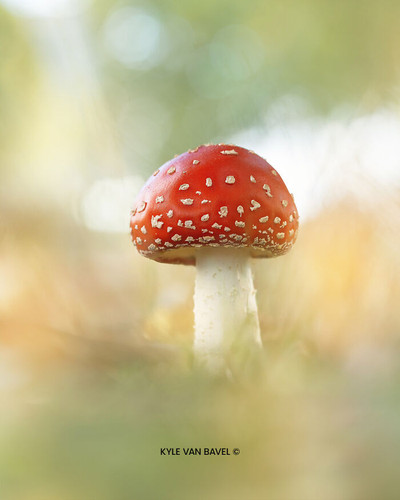 Kyle van Bavel Photography Boredpanda autumn 10 671a5d4d2f5ec 700.jpg