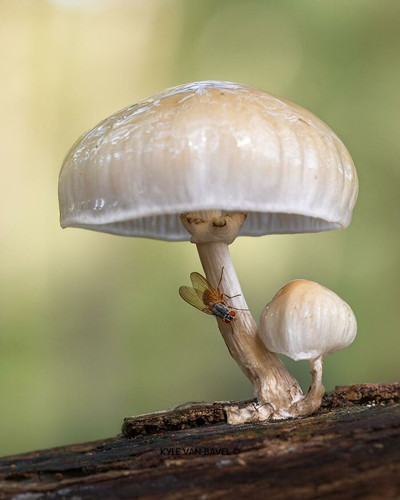 Kyle van Bavel Photography Boredpanda autumn 15 671a5d594bd4e 700.jpg
