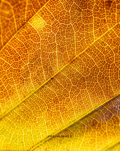 Kyle van Bavel Photography Boredpanda autumn 08 671a5d739141e 700.jpg