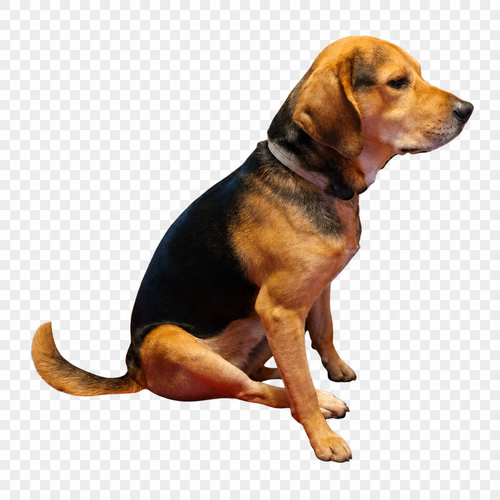 cyrus.png