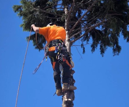 Best Arborist Reports in Harkness.jpg