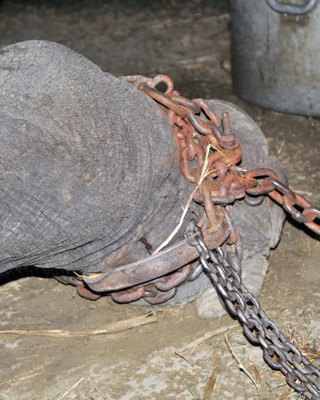 crying elephant raju rescued chained 50 years 2.jpg