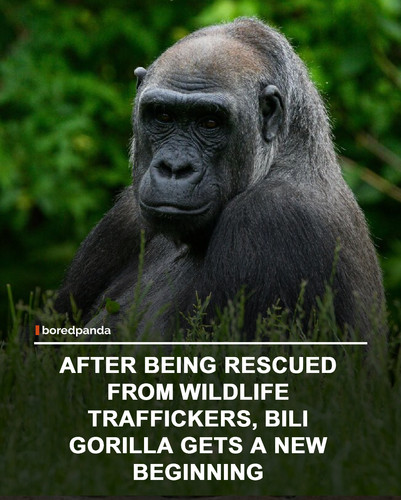 img facts.jpg