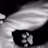 frame 008 delay 0.07s
