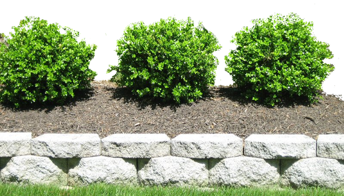 courte border.png