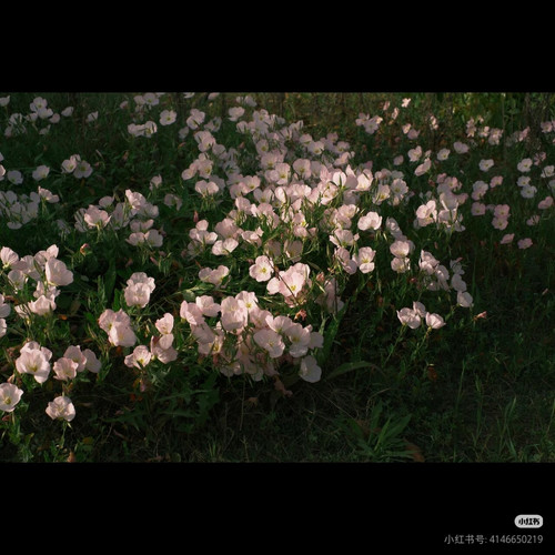 Camera XHS 17886032553411040g2sg320prkvaamee05okmm918dbgb43jco28.jpg