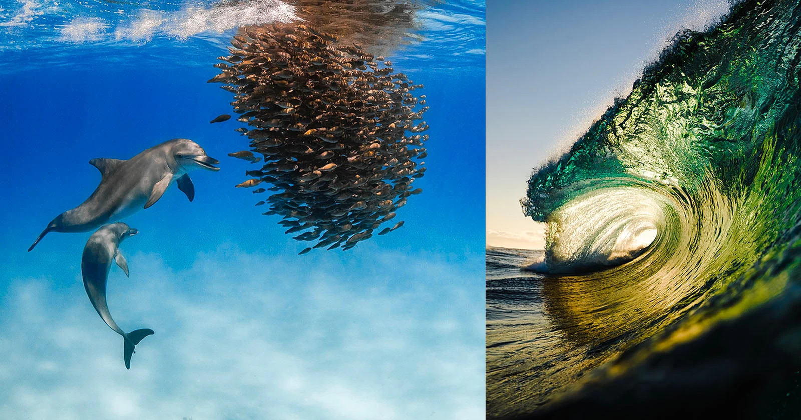 Chiêm Ngưỡng 10 Bức Ảnh Thắng Giải Underwater Awards Australasia 2026 - Hình 1