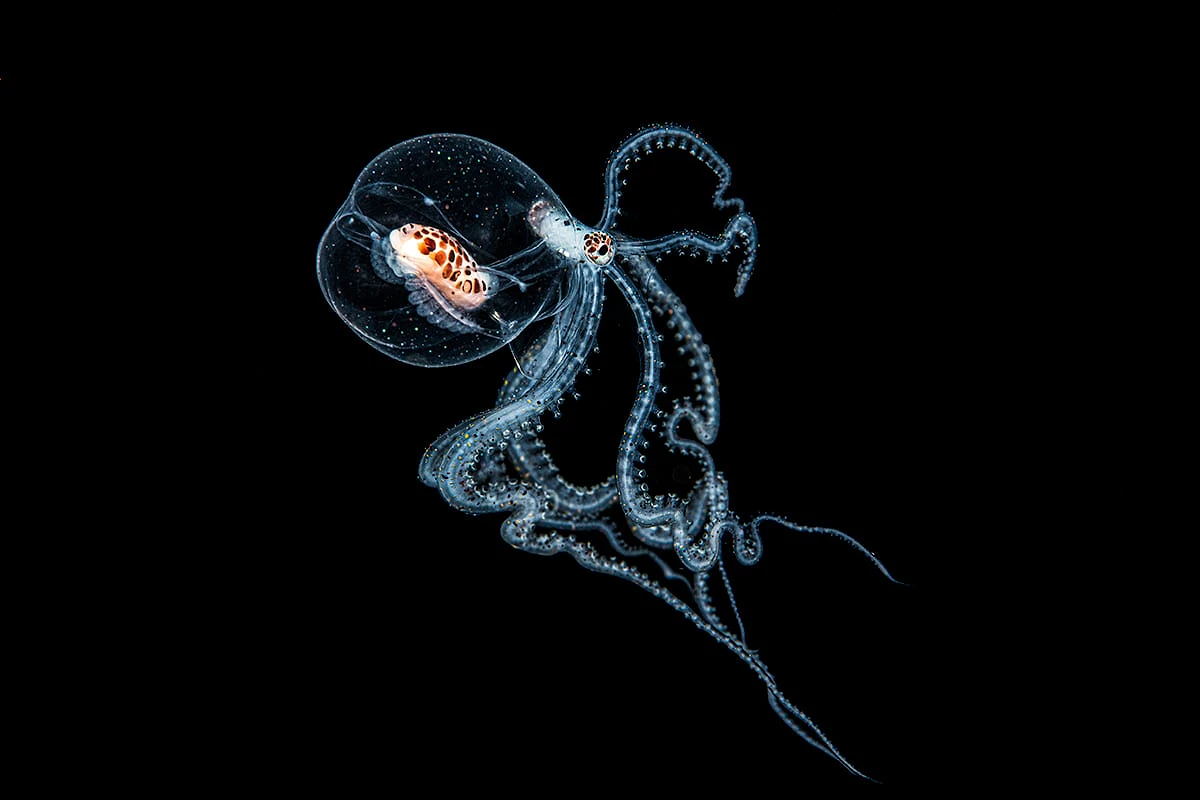 A transparent, glass-like octopus floats against a black background, revealing its internal organs and delicate, speckled tentacles.