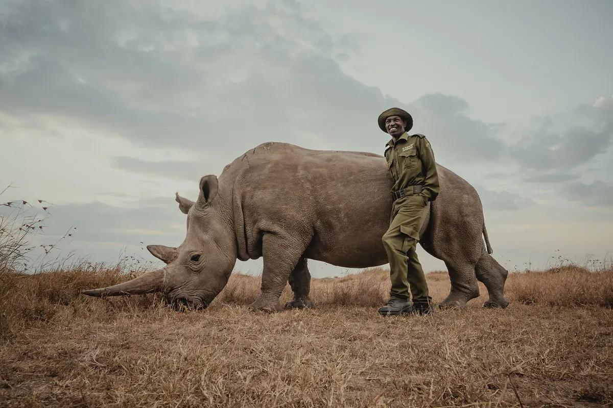 Ranger laughing, leaning against a rhino's flank