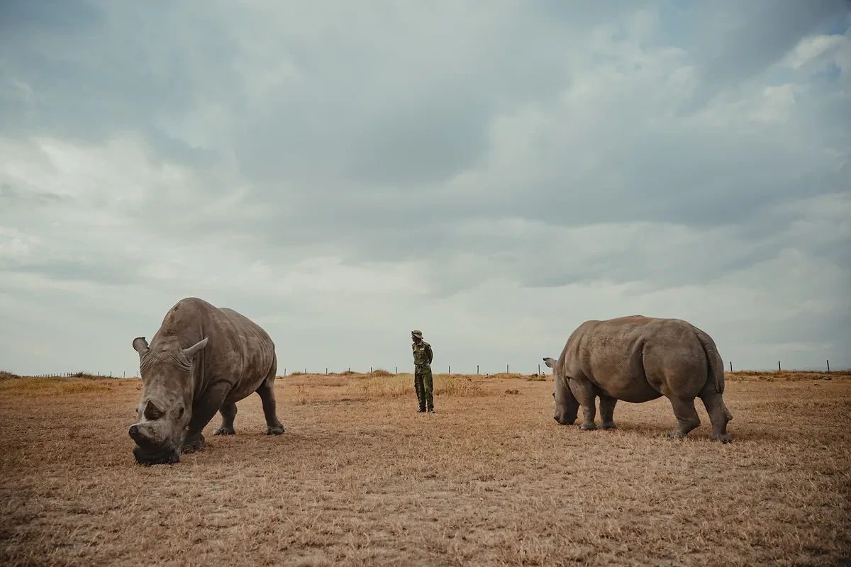 Two rhinos grazing with a lone ranger standing between them