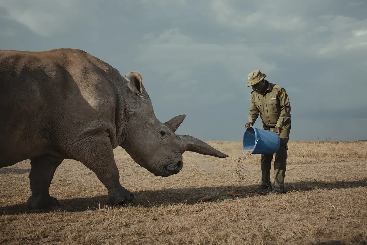 Ranger pouring feed from a blue bucket for an approaching rhino
