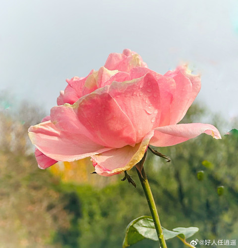 538c5572ly1i78dqq8tmsj22c02flnpd.jpg