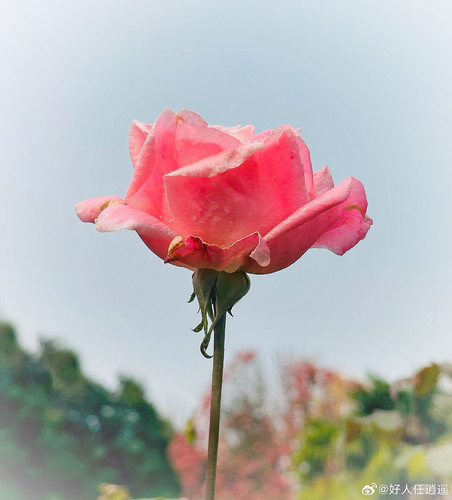 538c5572ly1i78dqs8rbqj22ms2wx1ky.jpg