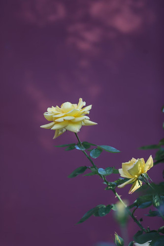 65953416ly1i5rdjstv44j20zk1hc765.jpg