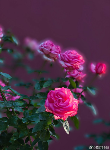 54cda3f1ly1i5t1eo94a0j20u01540w4.jpg