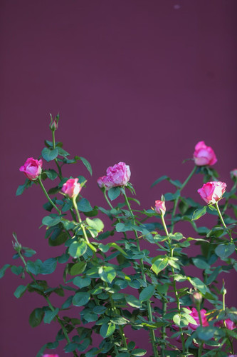 65953416ly1i5rdjwhsyij20zk1hcgpx.jpg